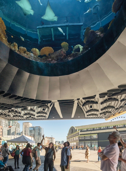 Seattle Aquarium’s New Addition Speaks To Sustainability